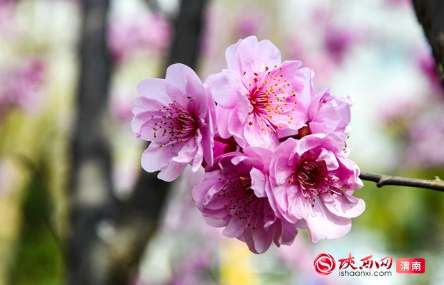 赴春约！赏花正当时，来渭南邂逅浪漫春光（组图）