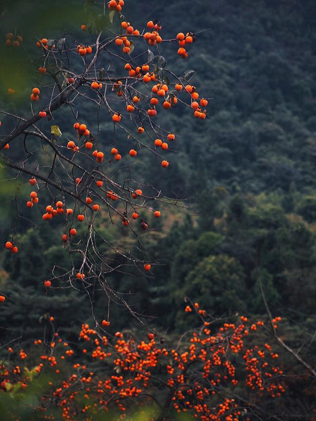从化桂峰村赏秋，