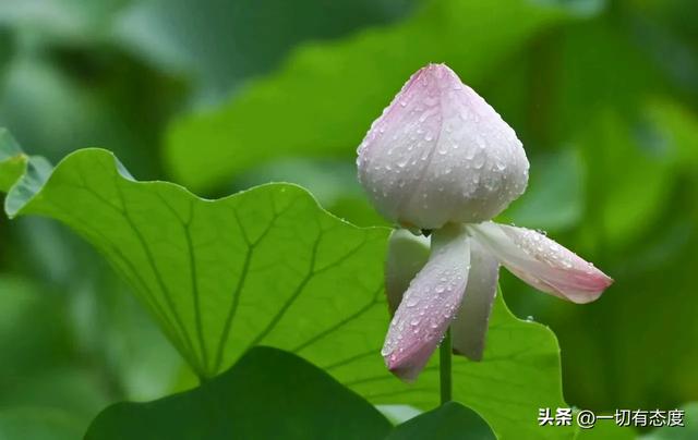 末伏雨荷藏东夷文化密码!从花苞到盛放,解码万物写给人间的情书
