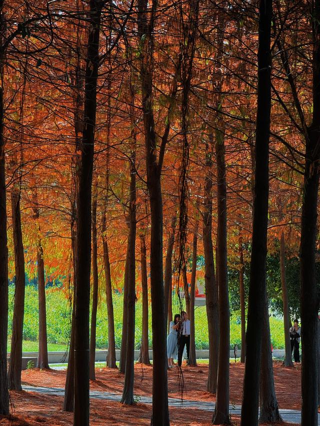 福州深秋宝藏公园，藏着粉黛乱子草与火红水杉，还有绝美沙滩江景