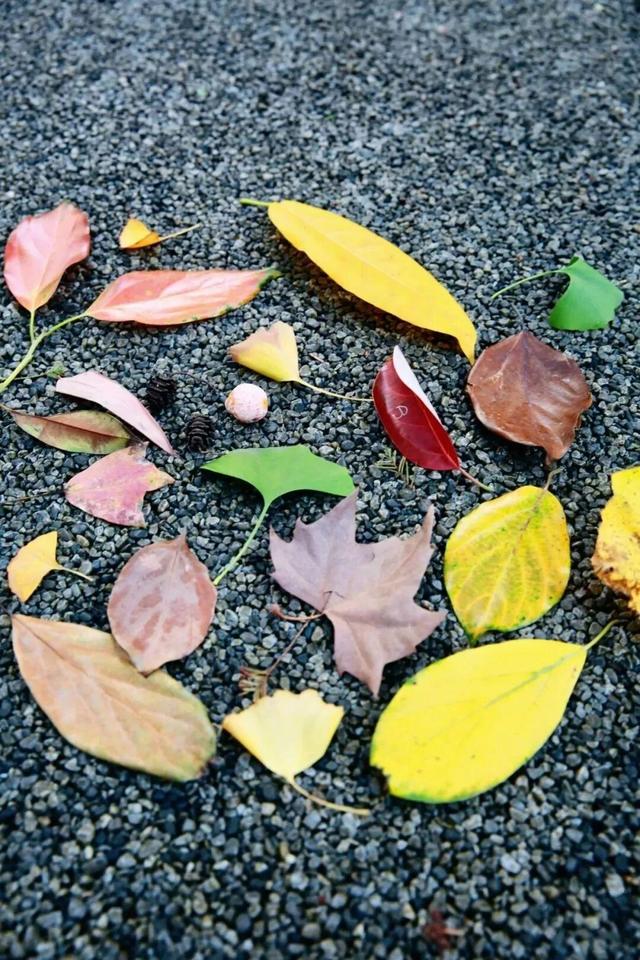 来淄博“捡秋”！海岱楼、周村大街…全被捡出来了→