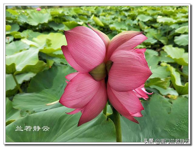 云南普者黑：自由行两日游