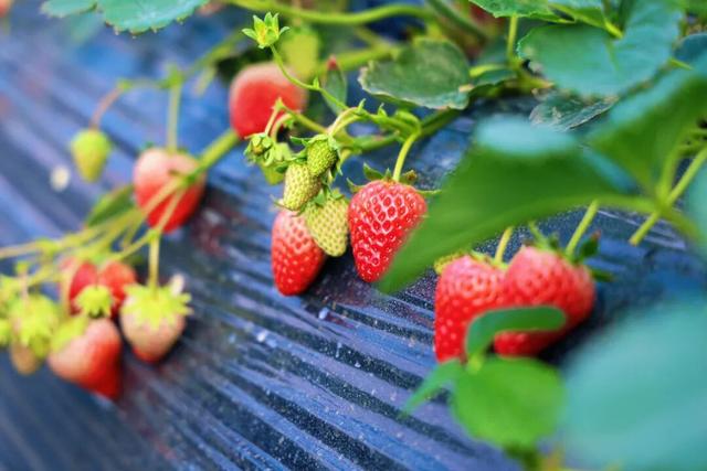 好看、好吃、好玩！富阳这个镇，值得一游！