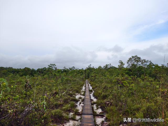 马来西亚(36)砂拉越州⑩峇哥国家公园夜间徒步体验