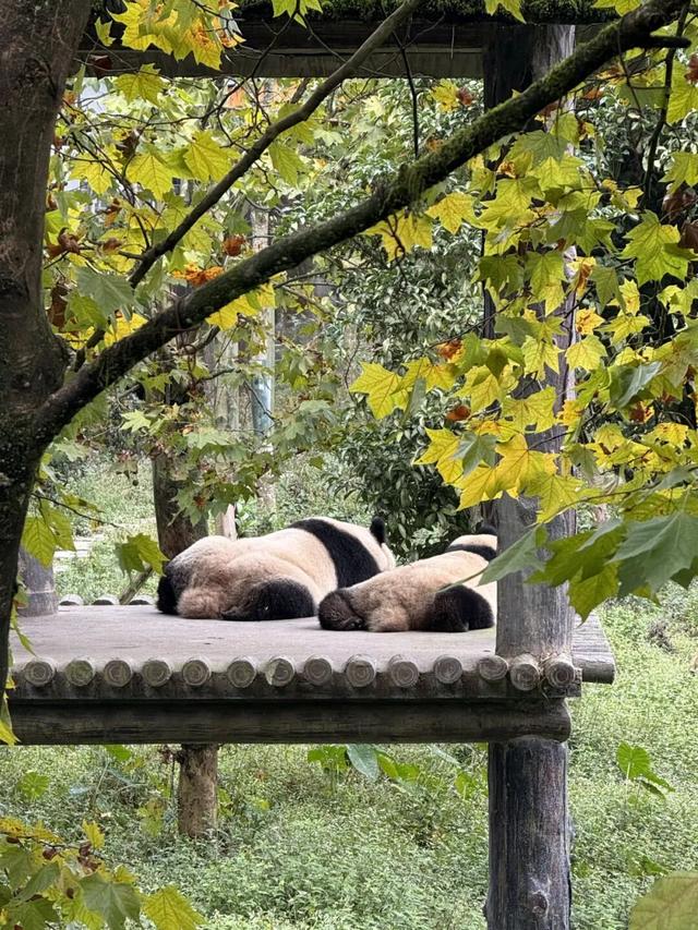 @全国中小学生：这个秋假，免门票畅玩碧峰峡！来与动物交朋友，打卡领熊猫奖牌啦！