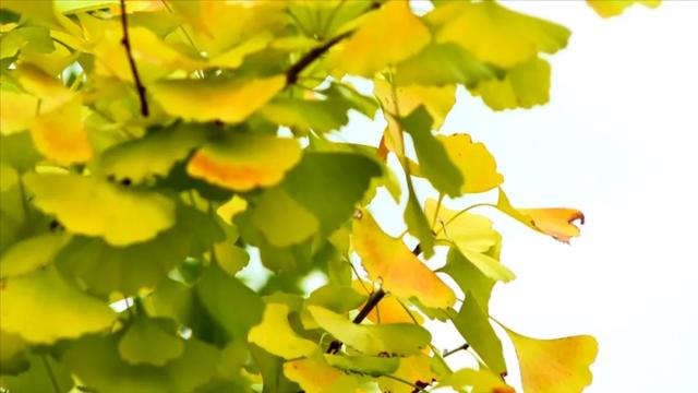 连城宣和:银杏披金 秋景如画