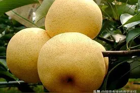 “7 月梨，赛人参”，50 岁后多吃，润肺养气管，呼吸顺畅，人轻松图片