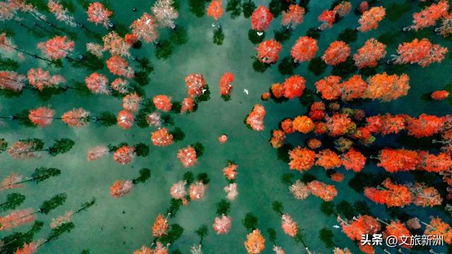 水上森林“红”了!武汉冬日观鸟秘境,邂逅油画里的万鸟齐飞