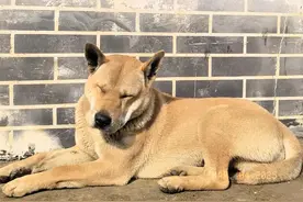 哪一种颜色的土狗最好呢？村里白色土狗为什么那么多？图片