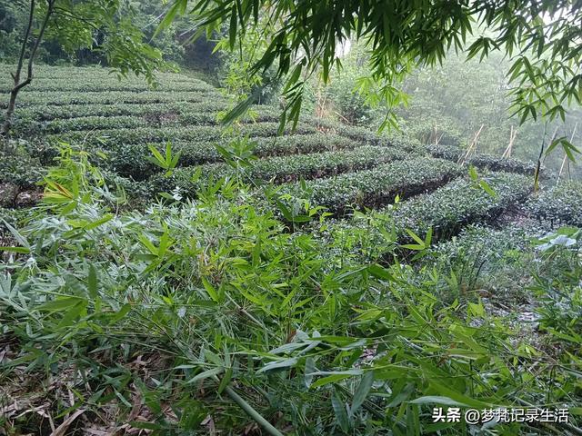 我最近热衷废墟游因为多少总会有收获,加油!我的胜利已近在眼前