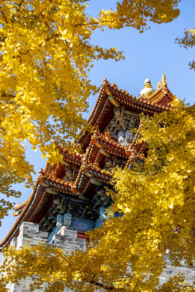 中山公园赏银杏