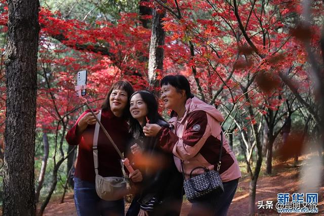 美上央媒！昆明红了！走走走，打卡最美枫景去，超全攻略速收藏→