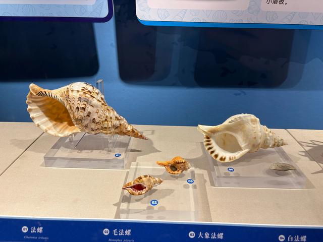 温州博物馆的超详细参观体验攻略,欢迎收藏