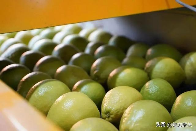 走，去韶关果园吃沙田柚！