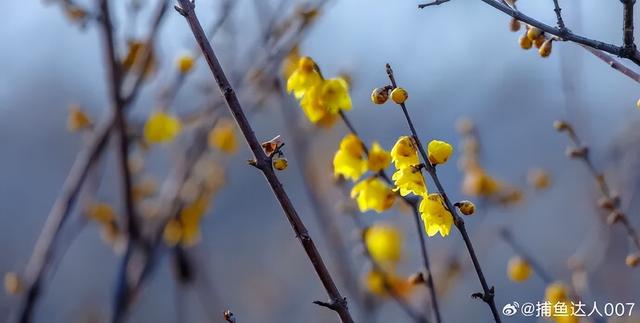 济南第一波蜡梅开了！这些赏梅地，赶紧冲！