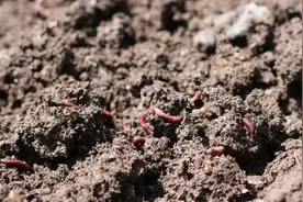 钓不完的蚯蚓别扔，拿回家简单养起，钓鱼随钓随拿用不完图片