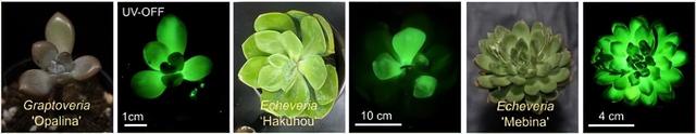 阿凡达科幻变现实：中国科学家让多肉植物在黑暗中闪耀彩虹光芒