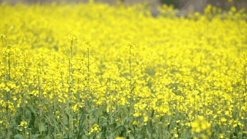 重磅来袭！2026最美油菜花海汉中春季文化旅游季精彩活动抢先看→