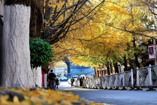 大理“金色童话”背后藏“秘密”