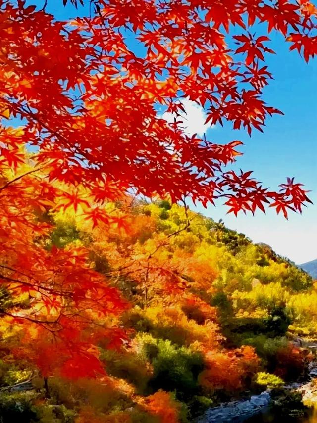 李生丨红色印记 第四十三集 《秋日里的亮子河 自然的梦幻绮境》