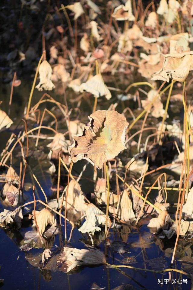 在八大处，寻到了北京最美的秋