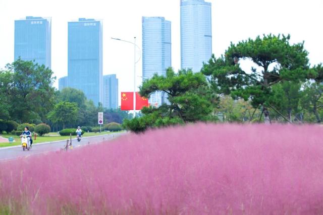 “粉色秘境”已上线！初冬必打卡！位置就在…