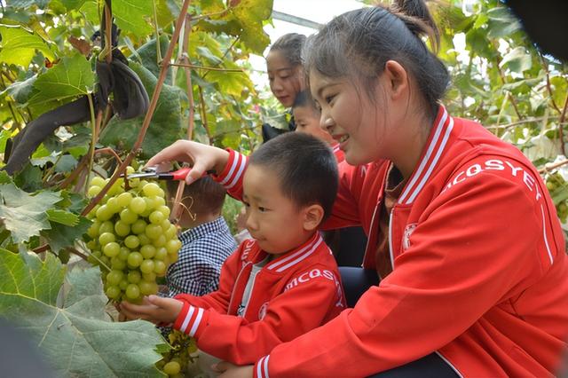 “‘枣’想遇见你”滨州“枣”味采摘路线 | 沾化冬枣、苹果、葡萄……来滨州，为你的假期“加buff”