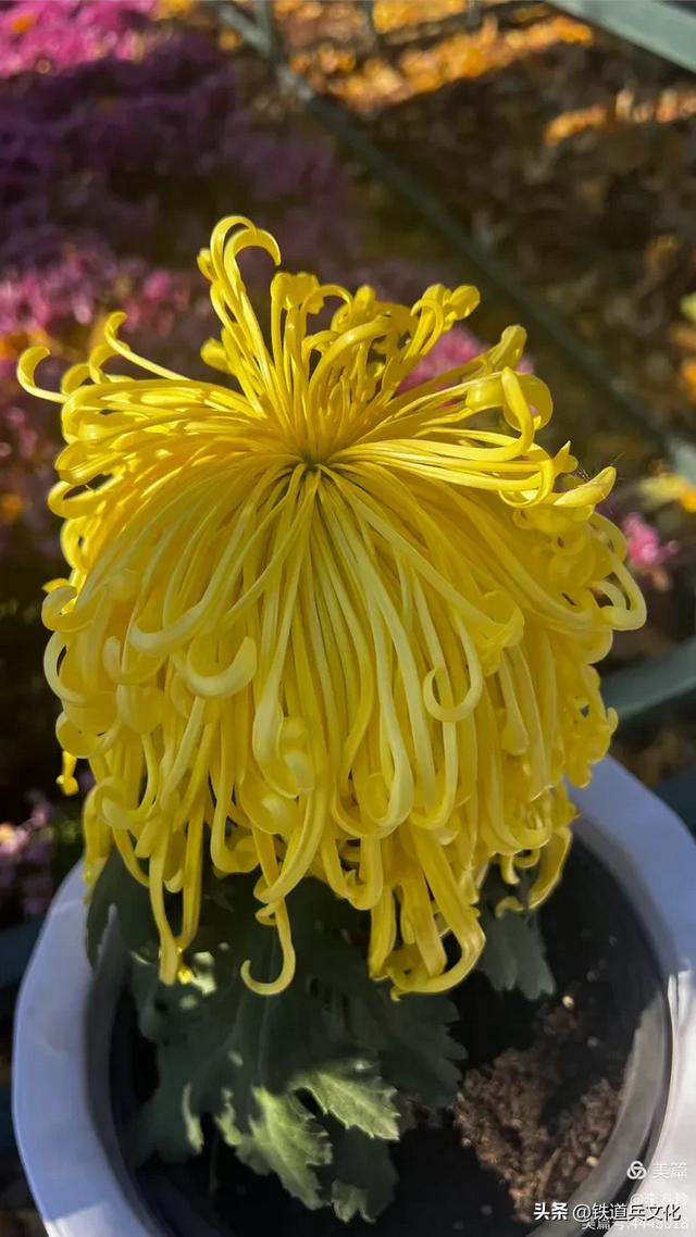 李友珍||岁月倏然·菊韵飘香——紫竹院公园的菊展