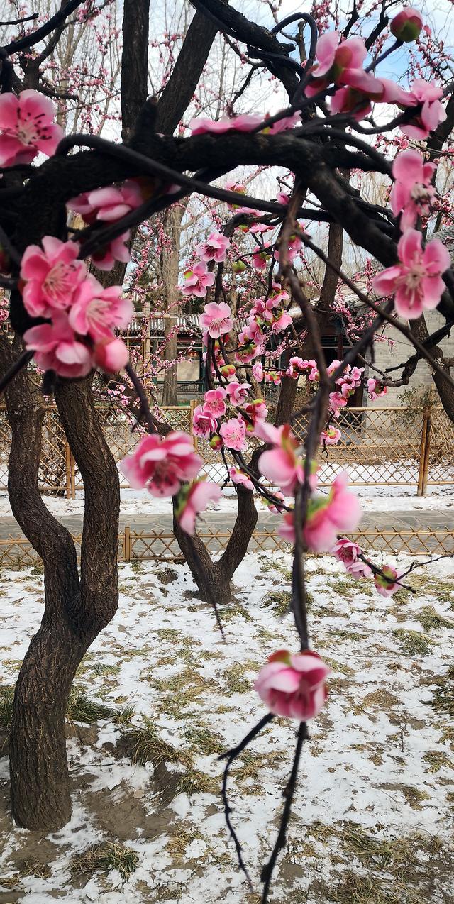 北京大观园“梅花”提早绽放 古风新春景致惊艳亮相