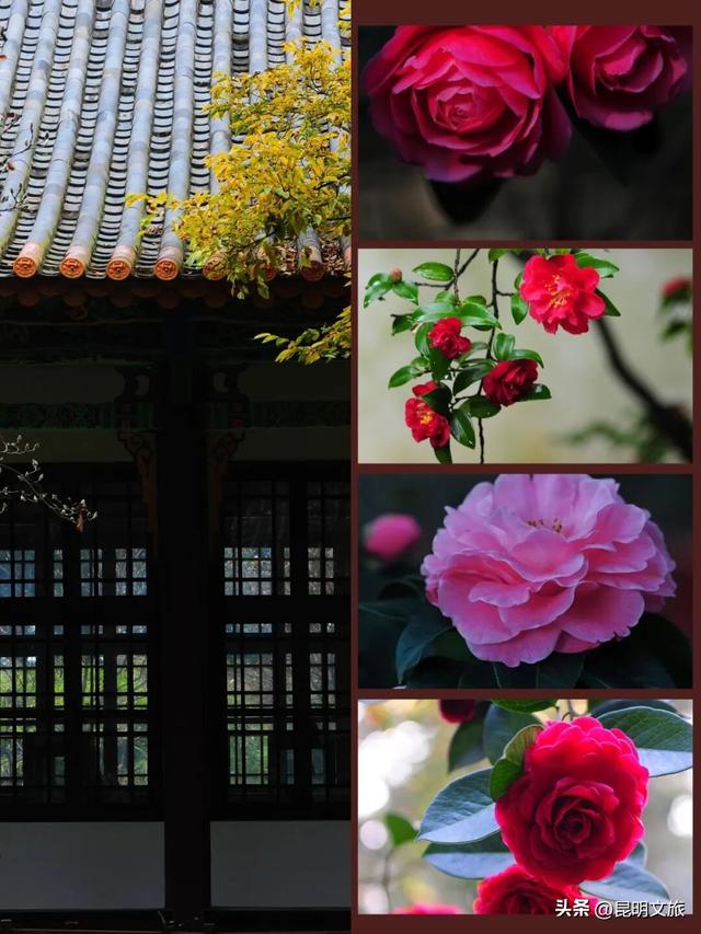 昆明限定浪漫！金殿 “花” 式浪漫等你来解锁→