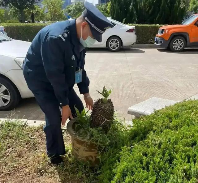 上海一保安，因“捡业主淘汰的花”而火了，那叫一个壮观，晒晒