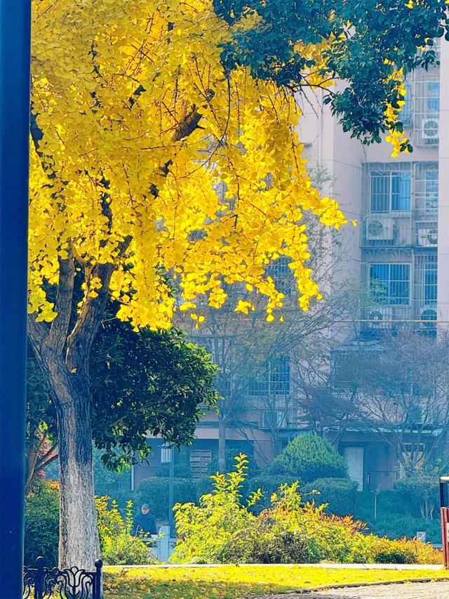 萧山街头又现新打卡地~这份初冬的浪漫将持续到年底