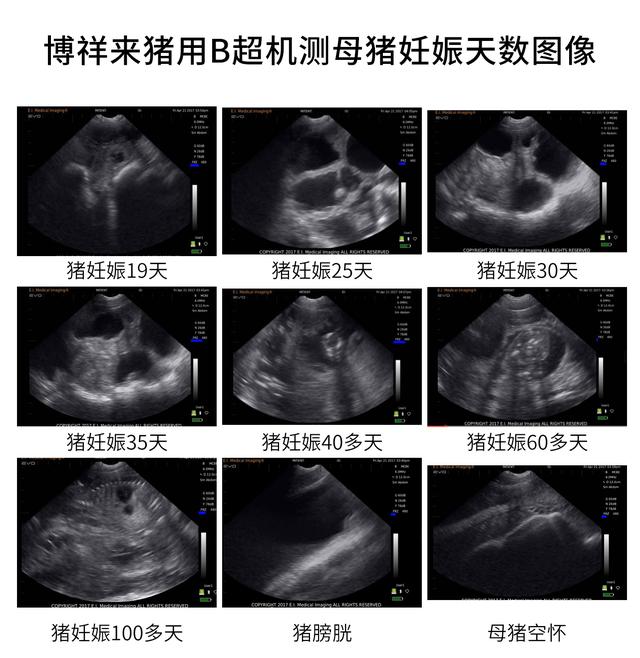 规模化猪场如何利用猪用B超提高母猪年产胎次？