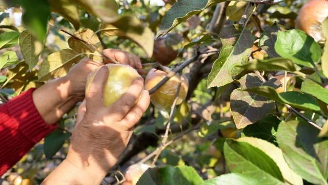 广饶初冬的仪式感来了！