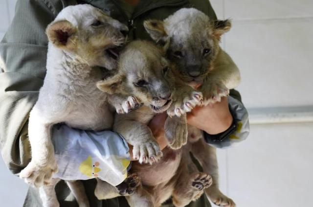 青岛森林野生动物世界“趣・青野 嘻游季”惠民月启幕