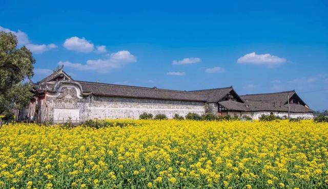 免费打卡！乐山这些地方的油菜花可以约起来啦~