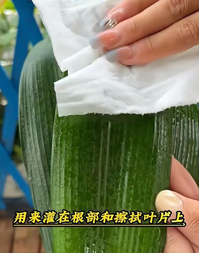 君子兰“长慢不开花	”？1个天然肥方，叶片肥厚，半年就开花