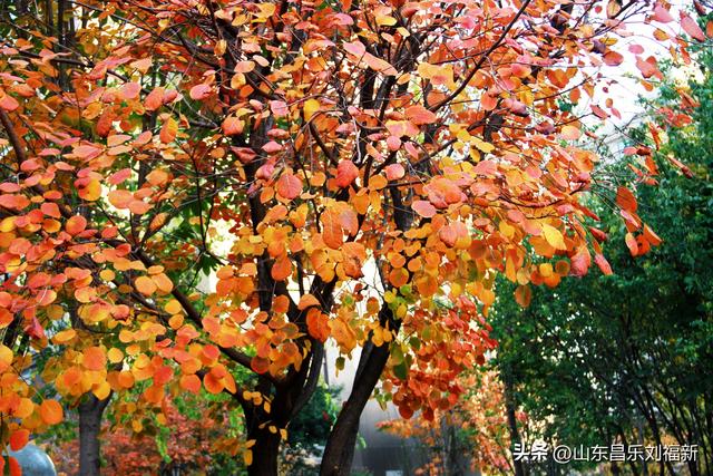 携老伴虹桥花园赏菊（上）