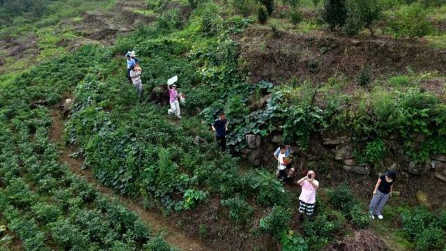 “山村收菜计划”再升级！杭城一批亲子家庭上周末驱车200公里赶到这个海拔600多米的小山村……