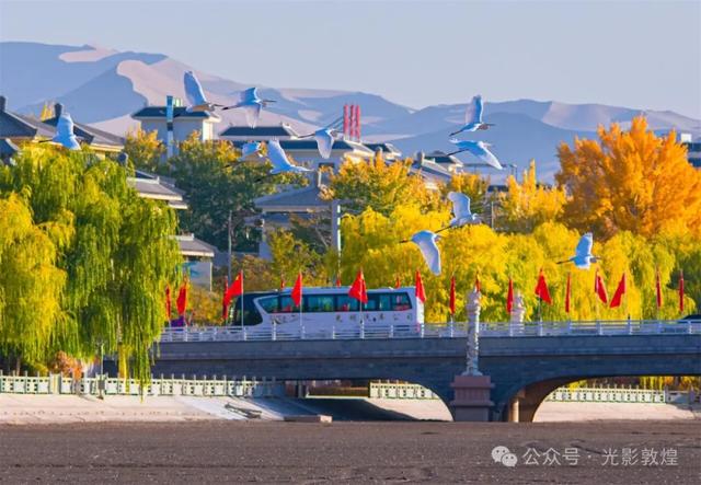 金秋时节：敦煌党河风情线上白鹭翩跹