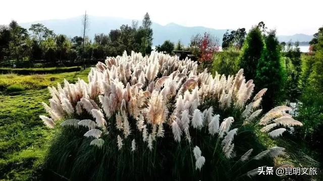 超详细攻略!在昆明官渡,与鸥共舞,六种玩法开启冬日漫游!