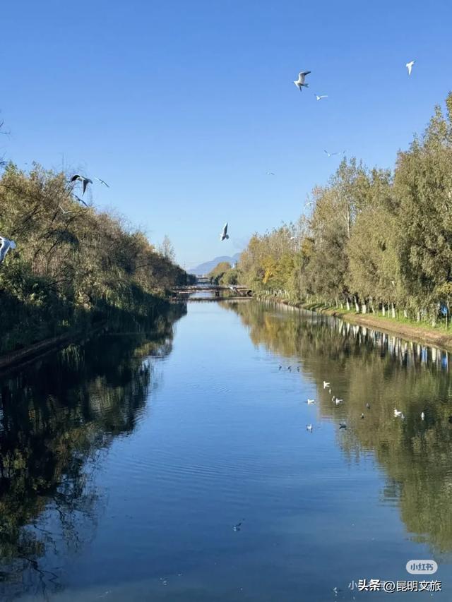 超详细攻略!在昆明官渡,与鸥共舞,六种玩法开启冬日漫游!