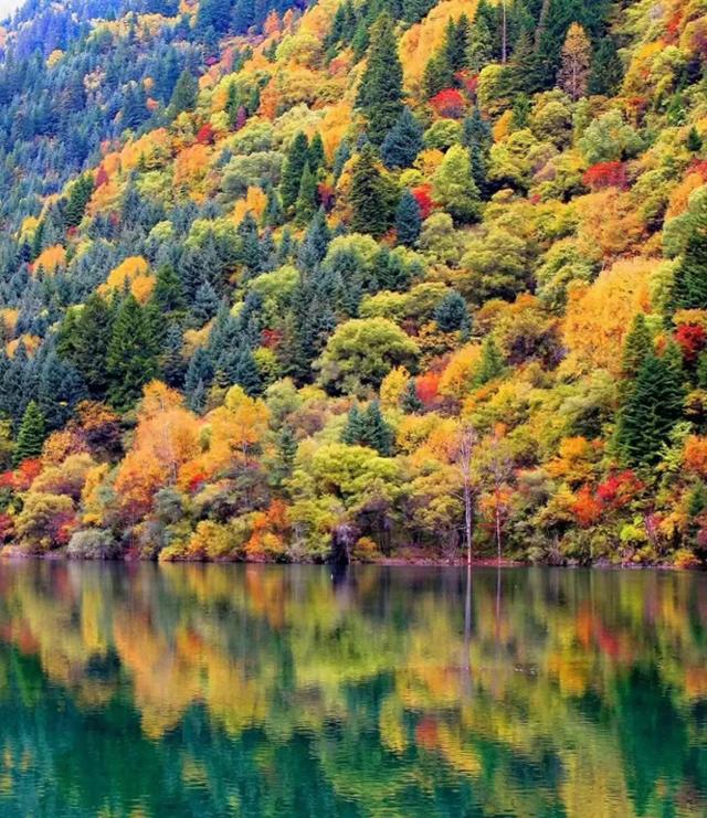 2025黑水彩林巅峰期实况：这6个隐秘机位让朋友圈求定位