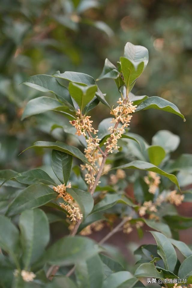 如东的秋天，都藏在这里了→