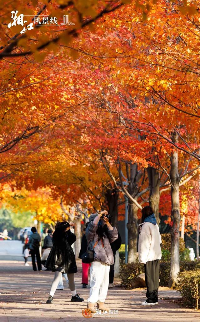 湖南“追枫”地图更新！哪片红对你的味？