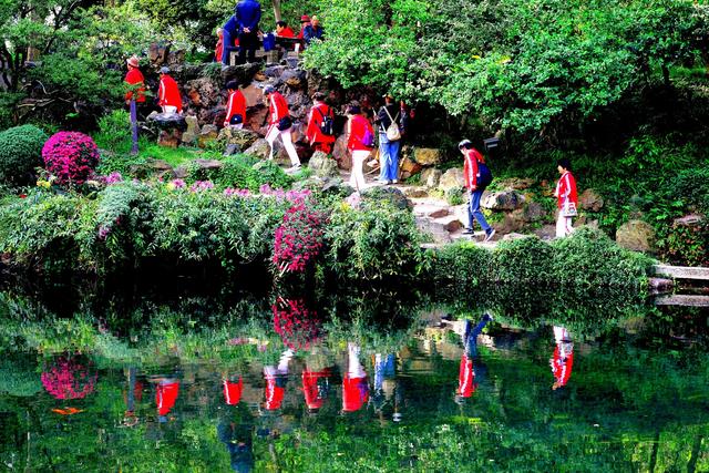 惠山古镇丨姹紫嫣红菊又来
