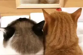 表情包 | 情侣聊天专用图片