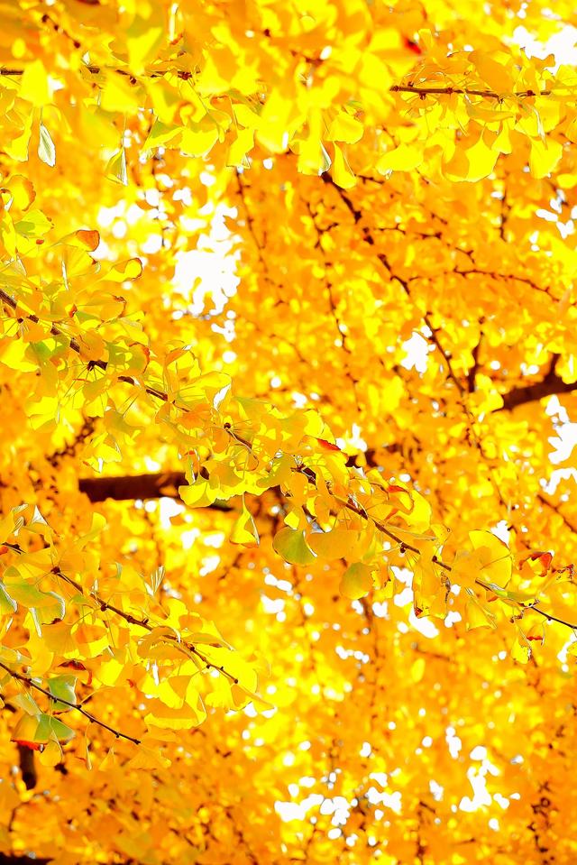 流金暖红裹着的古镇秋时