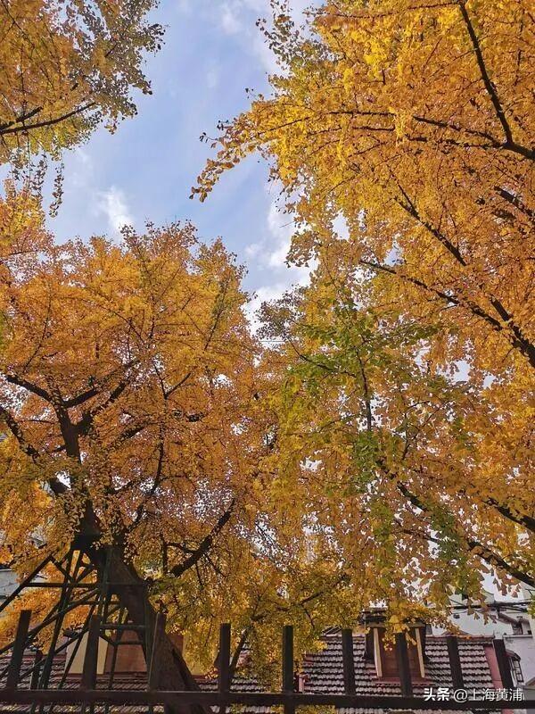 上海中心城区“树龄最长”：700岁古银杏即将迎来最美季！