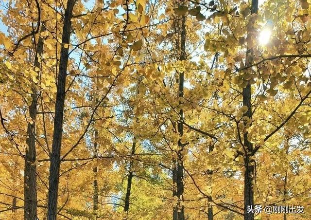 大连高新园区这片免费银杏林,成了秋季网红打卡地